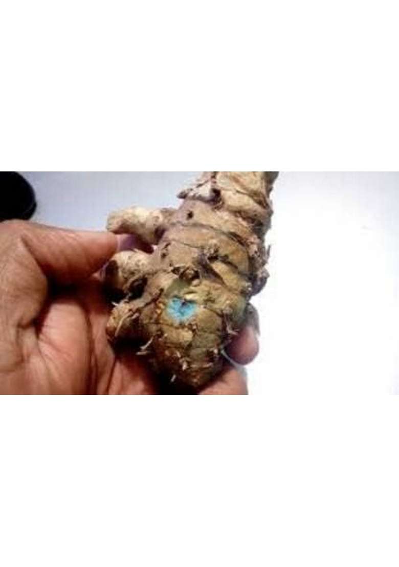GABHISMEEN Original Kali Haldi or Black Turmeric Narkachur Narkachoor Raw and Natural (100 gram) - Indya