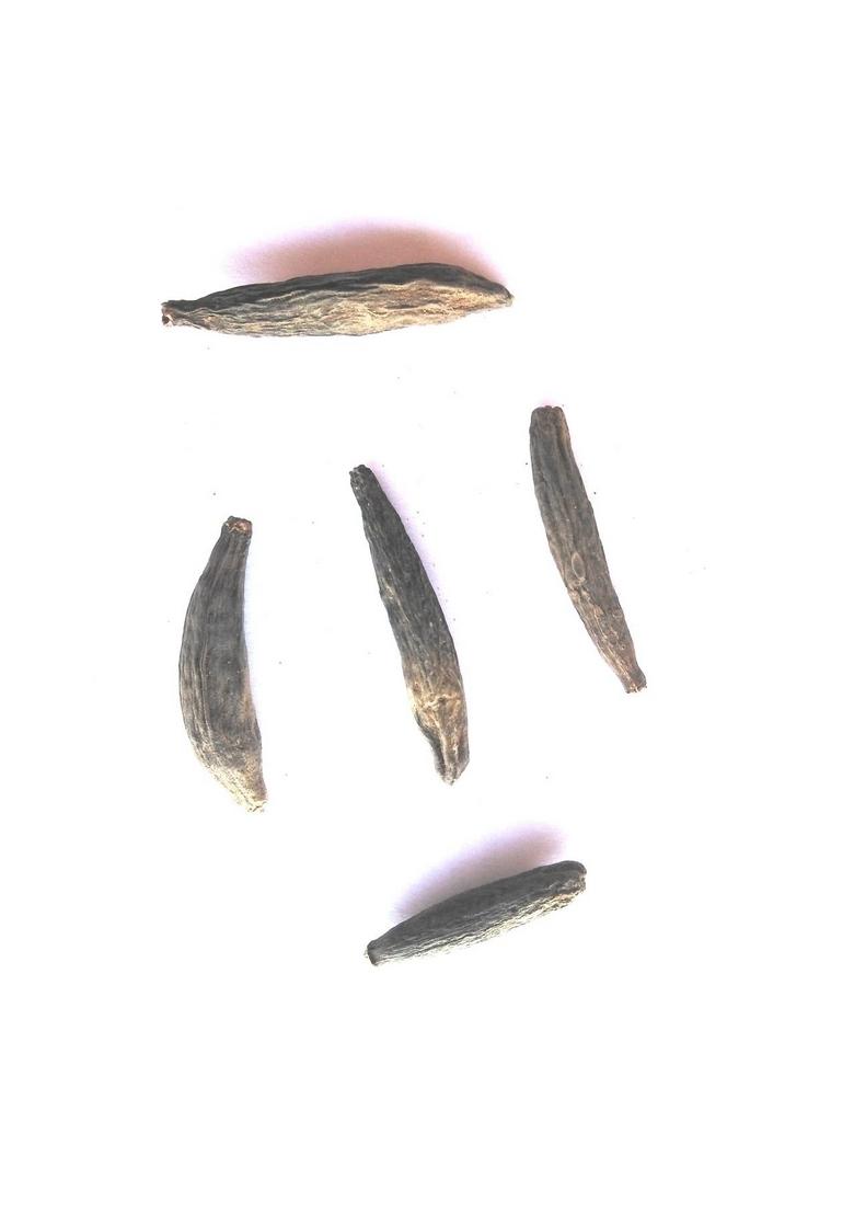 vinarghya Jangali Lavang Marathi Moggu Junglee Lawang Wild Clove