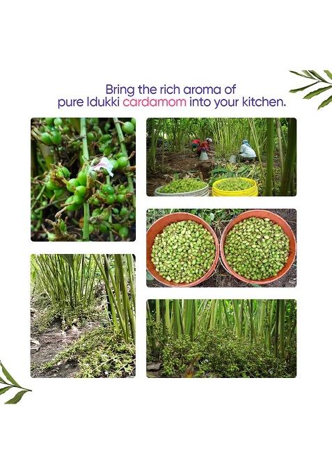 Spiceto Whole Green Cardamom 50G | Farmer-Direct From Idukki Aroma Locked Packaging Free Artificial Colors, Preservatives Latest & Shipping