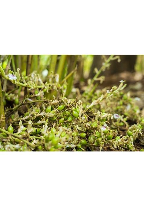 Spice Stories Premium Green Cardamom (Elaichi) Whole, 50 Gm, Medium | Organic Cardamombdirectly From Our Own Farms At Idukki