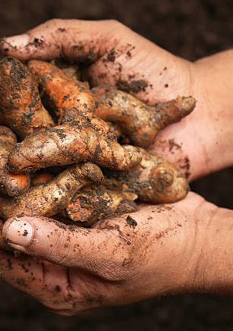 Parshutara Raw Turmeric Roots (Kacchi Haldi Big Size) 100% Chemical-Free, High Curcumin, Fresh & Handcrafted Ideal For Cooking, Herbal Teas, Skincare Traditional Ceremonies Natural Immunity Booster Ayurvedic Herb Farm 400G