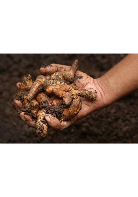 Parshutara Raw Turmeric Roots (Kacchi Haldi Big Size) 100% Chemical-Free, High Curcumin, Fresh & Handcrafted Ideal For Cooking, Herbal Teas, Skincare Traditional Ceremonies Natural Immunity Booster Ayurvedic Herb Farm 400G