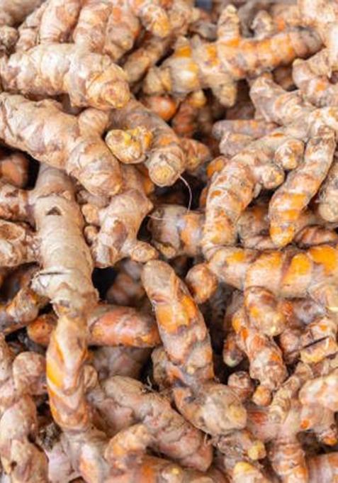 Parshutara Raw Turmeric Roots (Kacchi Haldi Big Size) 100% Chemical-Free, High Curcumin, Fresh & Handcrafted Ideal For Cooking, Herbal Teas, Skincare Traditional Ceremonies Natural Immunity Booster Ayurvedic Herb Farm 400G