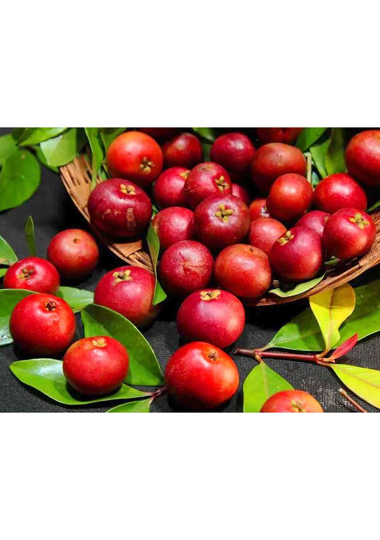 A D Food & Herbs Organic Dried Kokum Rind/Gracinia Indica/Malabar Tamarind Rind For Curries Dishes (100 Gms) - Indya