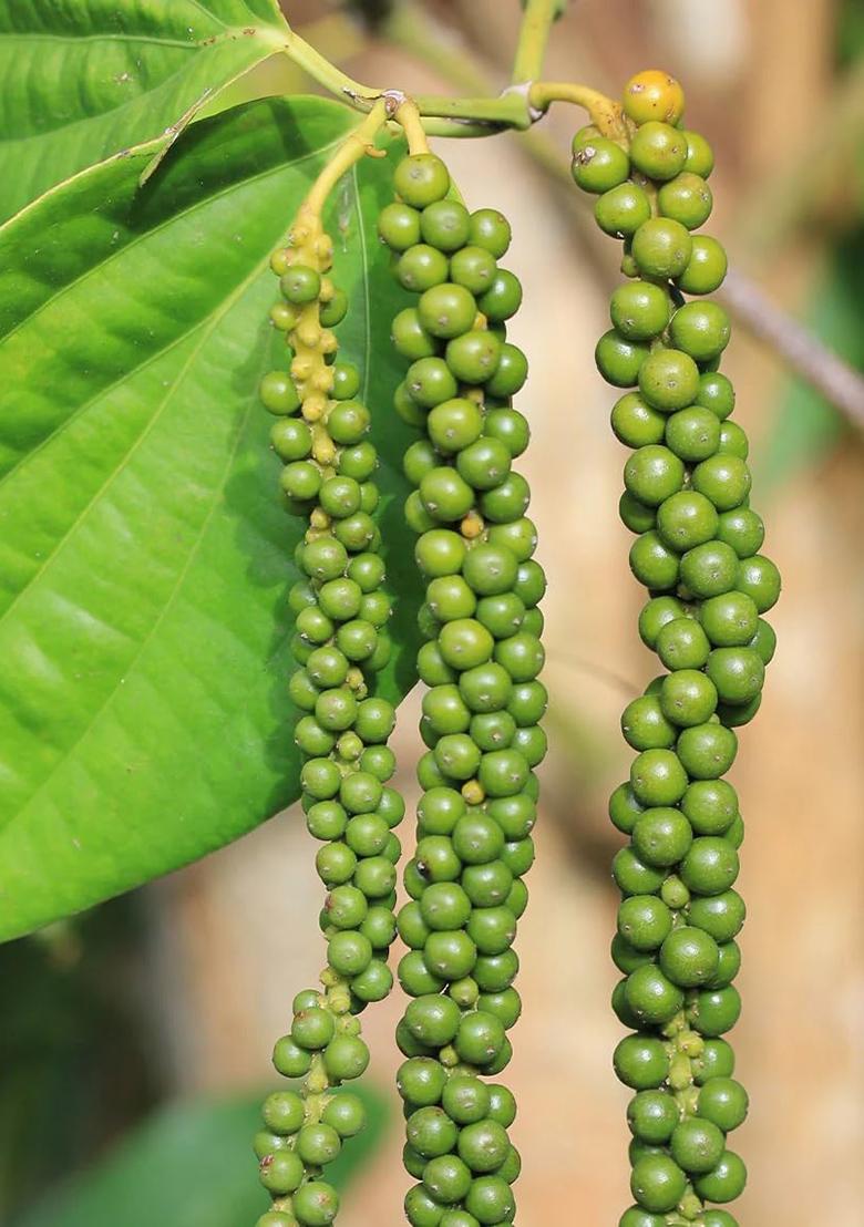 Maliyil Spices Black Pepper Wayanad-Premium (Kali Mirch) 100% Natural & Bold Flavor | Whole Peppercorns Freshly Packed For Rich Aroma Taste- 100Grm