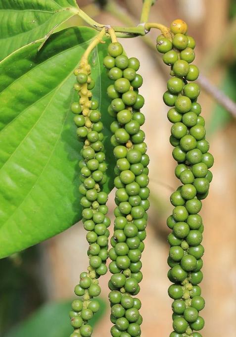 Maliyil Spices Black Pepper Wayanad-Premium (Kali Mirch) 100% Natural & Bold Flavor | Whole Peppercorns Freshly Packed For Rich Aroma Taste- 100Grm