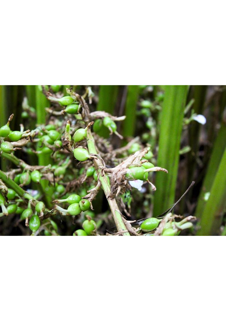 Forest Flavours Whole Green Cardamom (Elaichi) 50G | Premium 8Mm Bold Pods Natural Aromatic Spice For Tea, Cooking & Sweets Antioxidant-Rich Supports Heart Health Immunity Export Quality Elaichi