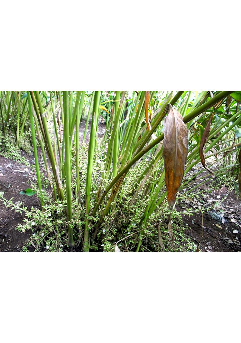 Forest Flavours Whole Green Cardamom (Elaichi) 50G | Premium 8Mm Bold Pods Natural Aromatic Spice For Tea, Cooking & Sweets Antioxidant-Rich Supports Heart Health Immunity Export Quality Elaichi