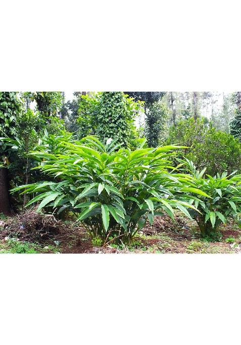 Forest Flavours Whole Green Cardamom (Elaichi) 50G | Premium 8Mm Bold Pods Natural Aromatic Spice For Tea, Cooking & Sweets Antioxidant-Rich Supports Heart Health Immunity Export Quality Elaichi