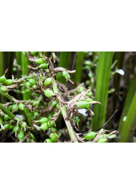 Forest Flavours Whole Green Cardamom (Elaichi) 50G | Premium 8Mm Bold Pods Natural Aromatic Spice For Tea, Cooking & Sweets Antioxidant-Rich Supports Heart Health Immunity Export Quality Elaichi