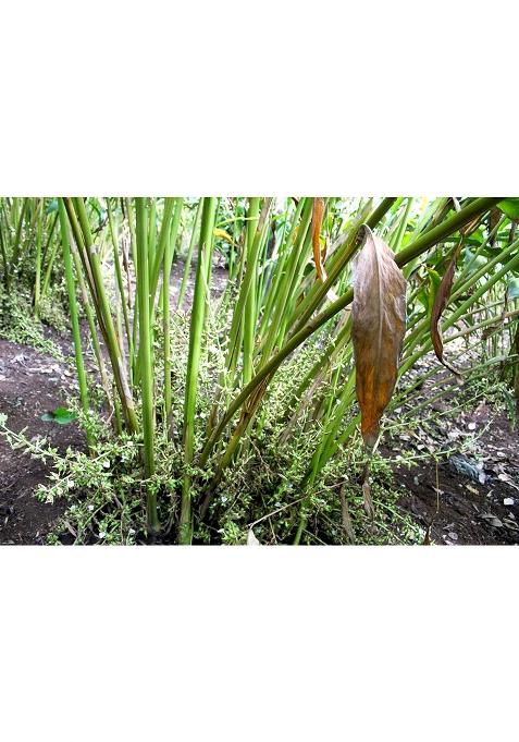 Forest Flavours Whole Green Cardamom (Elaichi) 50G | Premium 8Mm Bold Pods Natural Aromatic Spice For Tea, Cooking & Sweets Antioxidant-Rich Supports Heart Health Immunity Export Quality Elaichi