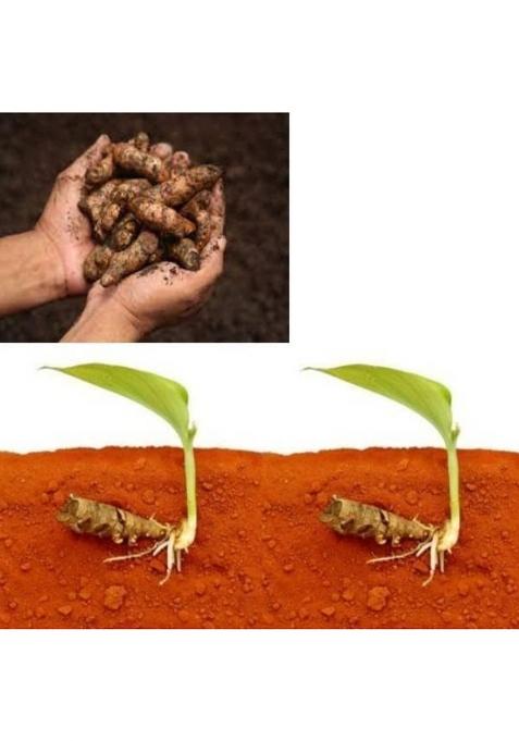 Kakran Organic /Raw Turmeric Seeds Haldi Roots For Plantation (Own Farm Cultivation) (500 Gram)