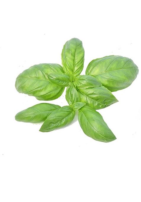 Onlyhydroponics Italian Basil, 100Gm