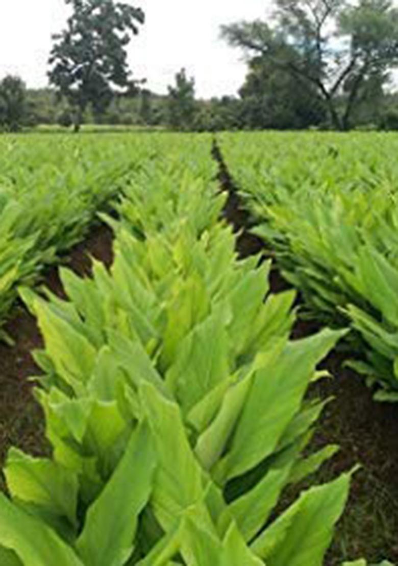 Carmel Organics Turmeric Root Powder(340 G (Pack Of 1))| Haldi Powder | Jaivik Bharat Certified Non-Gmo Chemical Free & Pesticides No Added Preservative Manjal Podi/Pasupu Podi