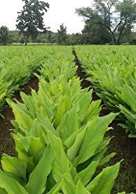 Carmel Organics Turmeric Root Powder(340 G (Pack Of 1))| Haldi Powder | Jaivik Bharat Certified Non-Gmo Chemical Free & Pesticides No Added Preservative Manjal Podi/Pasupu Podi