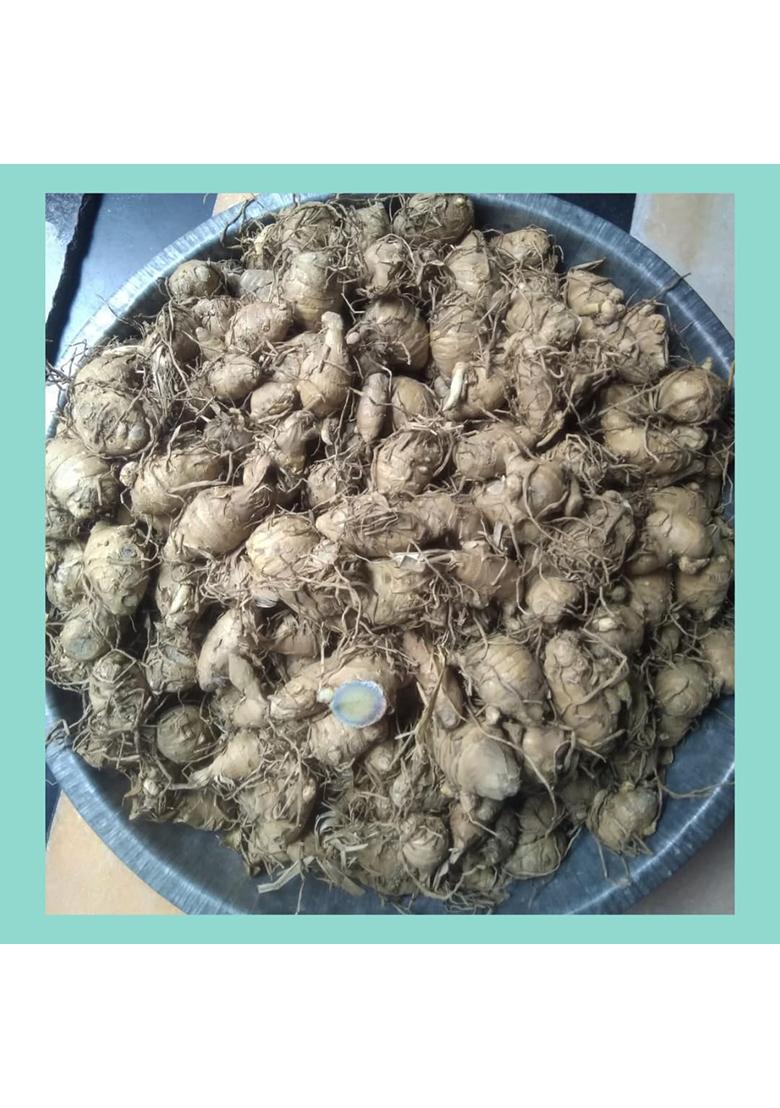 Indiana Organic Black Turmeric Powder Original, Kaali Haldi