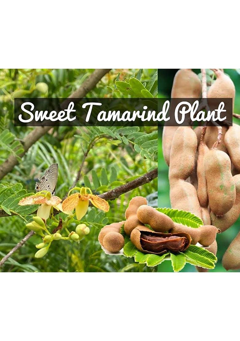 Namdhari'S Sweet Tamarind Mithi Imli Gift Box 250G (Imported From Thailand)