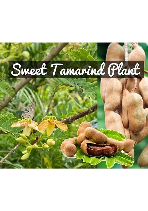Namdhari'S Sweet Tamarind Mithi Imli Gift Box 250G (Imported From Thailand)