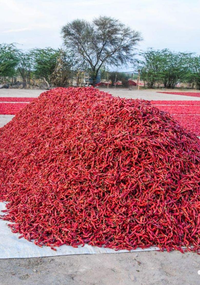 Shirish Masala Kashmiri Red Chilli Whole (Stemless) (1 Kg) (Sortex Clean) 70 Years Of Trust