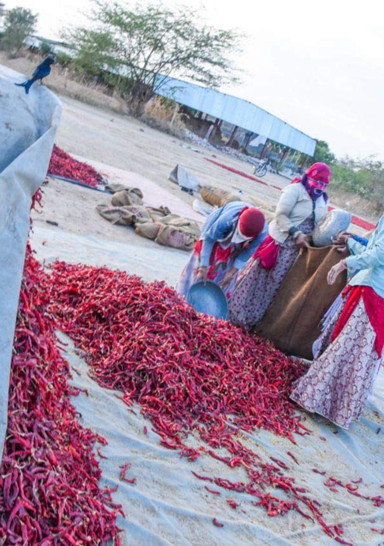 Shirish Masala Kashmiri Red Chilli Whole (Stemless) (1 Kg) (Sortex Clean) 70 Years Of Trust