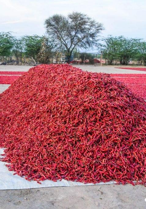 Shirish Masala Kashmiri Red Chilli Whole (Stemless) (1 Kg) (Sortex Clean) 70 Years Of Trust