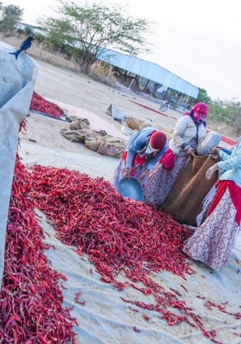 Shirish Masala Kashmiri Red Chilli Whole (Stemless) (1 Kg) (Sortex Clean) 70 Years Of Trust