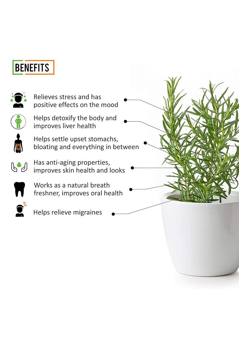 Chef Urbano Rosemary 40 G | 100% Natural For Cooking Seasoning Pasta Soups Salad Chicken Herbs Bread Tea Premium And Spices Dried Leaves