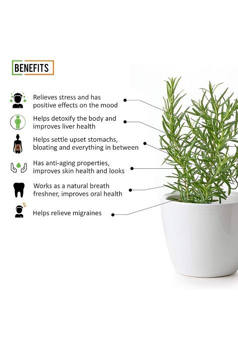 Chef Urbano Rosemary 40 G | 100% Natural For Cooking Seasoning Pasta Soups Salad Chicken Herbs Bread Tea Premium And Spices Dried Leaves