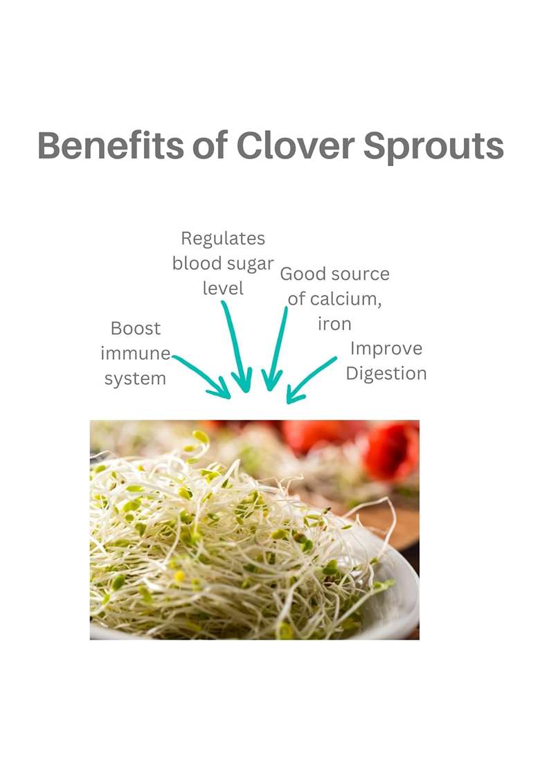 Manushya Life Clover Seeds For Sprouting | Satvic Lifestyle Sproutings (100 Gm) - Indya