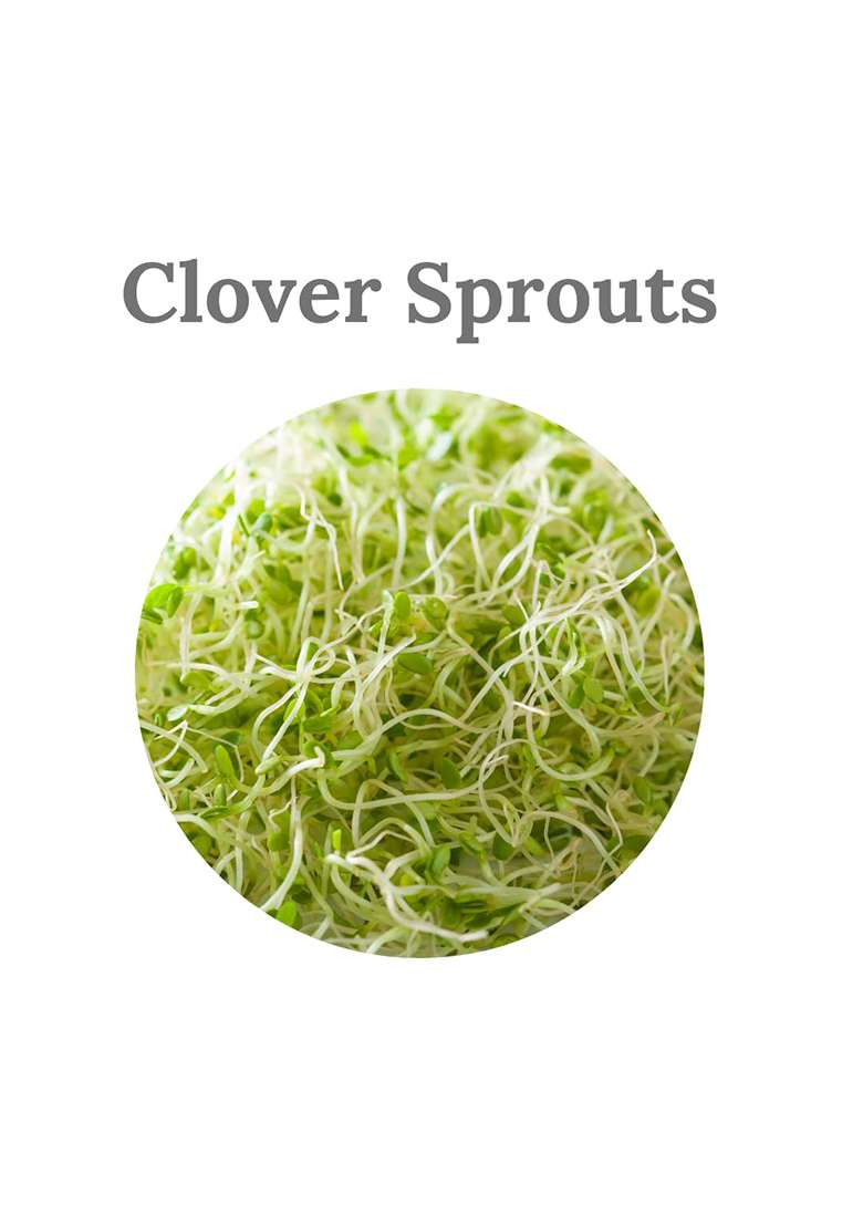 Manushya Life Clover Seeds For Sprouting | Satvic Lifestyle Sproutings (100 Gm) - Indya