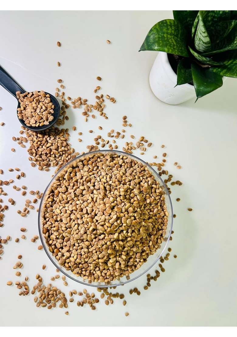 G Foods Premium Chironji Seeds Almondette Kernels Charoli Rich In Nutrients Source Of Protein Fibers And Essential Minerals Ideal For Garnishing Baking 100 Gm - Indya