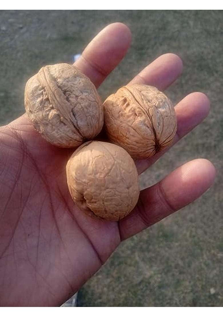 3P Kashmiri Organic Natural Inshell Walnuts With Shell Akhrot Dry Fruit | Whole Wallnut Sabut 1Kg - Indya