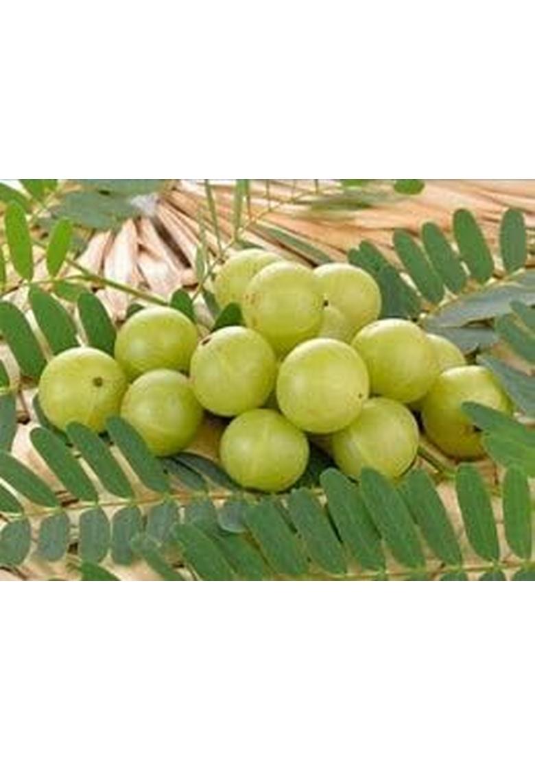 Papa'S Papas Amla [Gooseberry] Pickle 300Gm[ Made With Mustard Oil ] The Authentic South Indian Falvoured