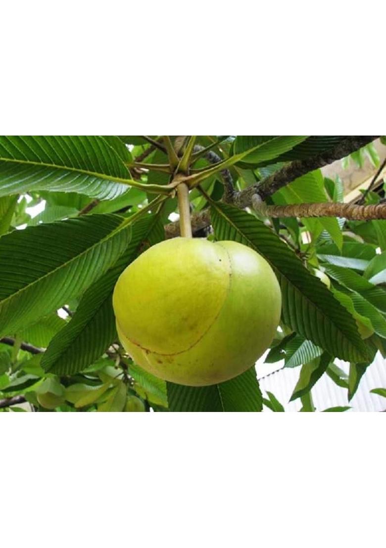 R S Jyoti Elephantapple Chalta Pickle Small