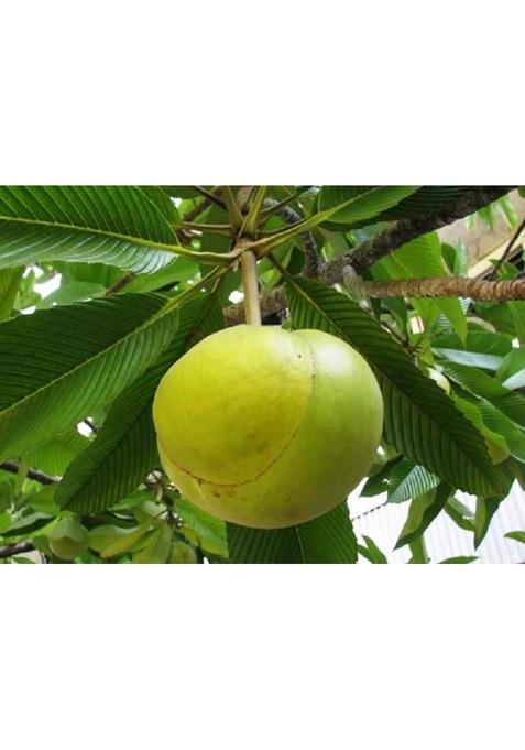 R S Jyoti Elephantapple Chalta Pickle Small