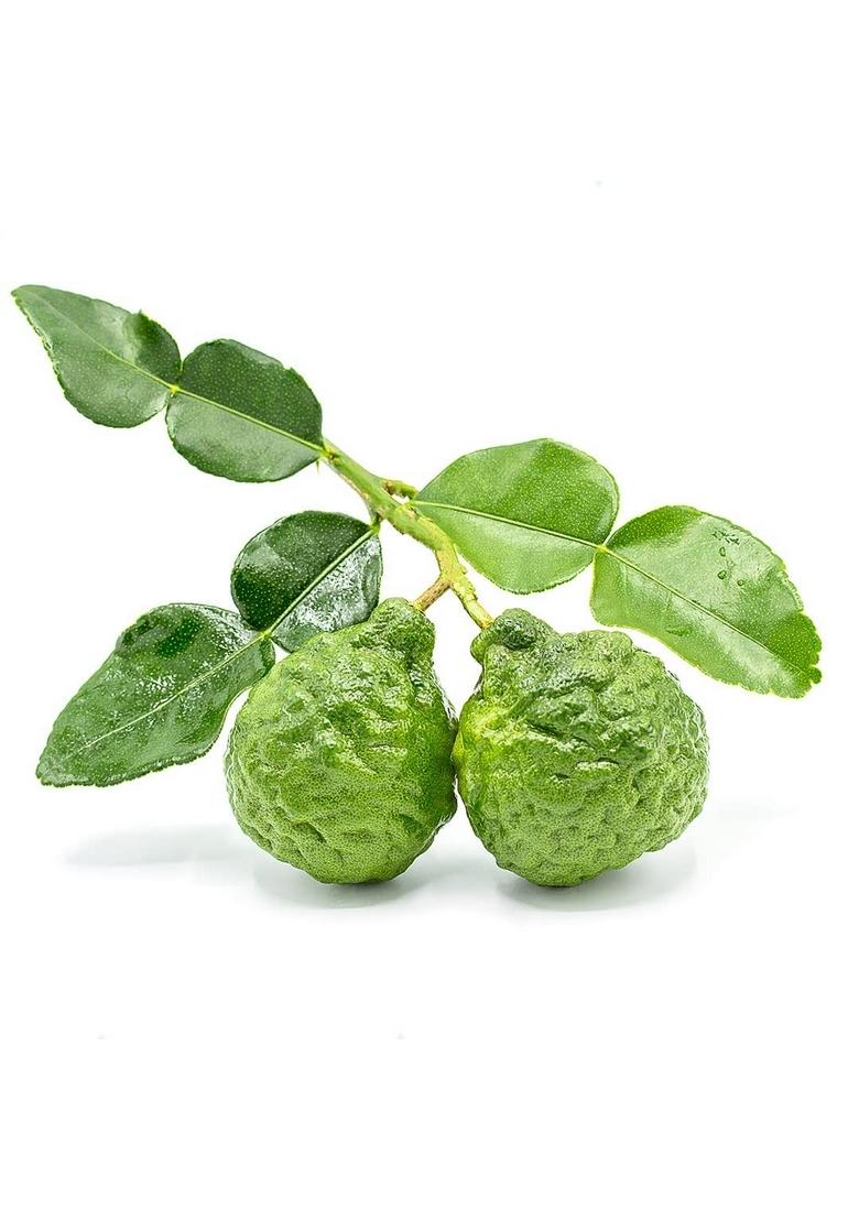 Pothigai Natural Kaffir Lime Pickle 500G Pure Home Made With Wooden Cold Pressed Gingelly Oil No Preservatives 100 Pack Of 1