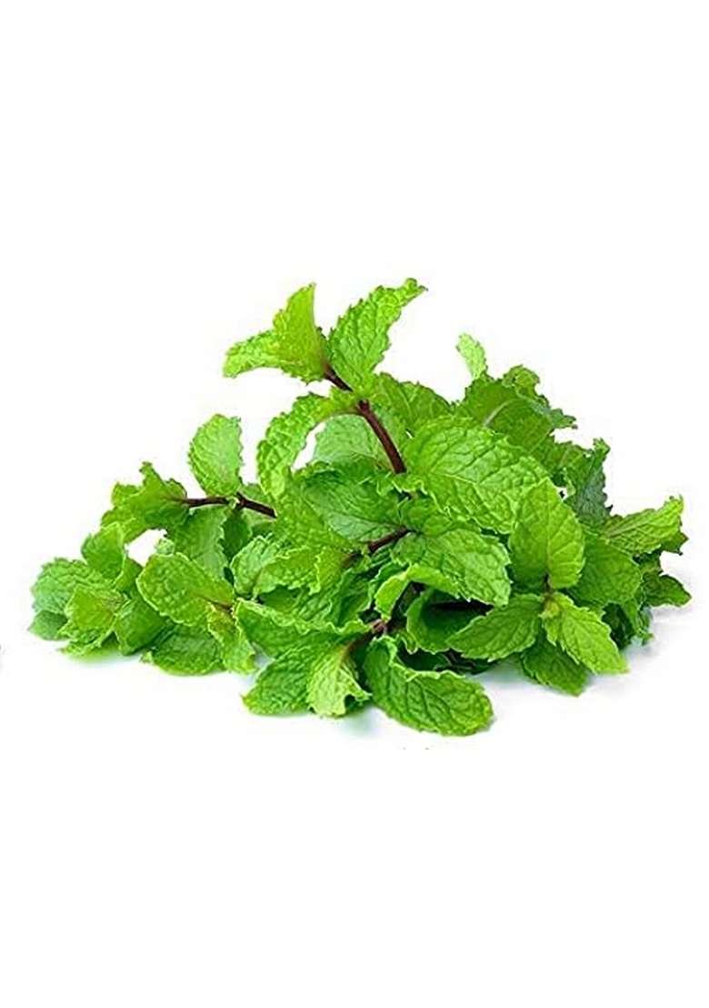 Pothigai Natural Mint Leaves Thokku Pickle 250 G Pure Home Made No Preservatives Chemical Added 100 Pack Of 1 - Indya
