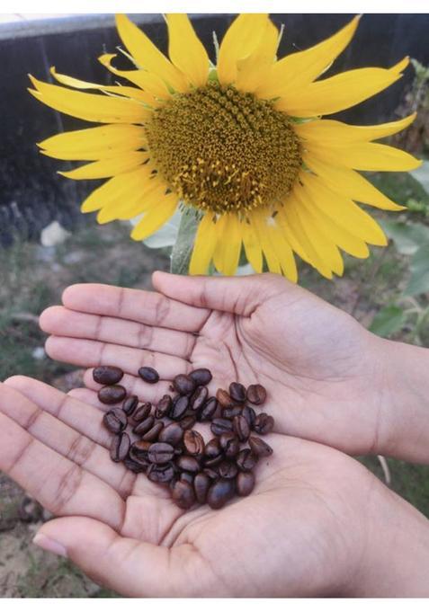 Empress Farms Roasted Coffee Beans- 100% Robusta