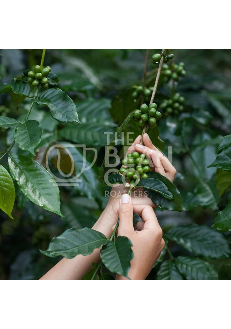 The Bean Co Araku Valley Coffee | 100% Arabica | Roasted Coffee Beans (1 Kg)