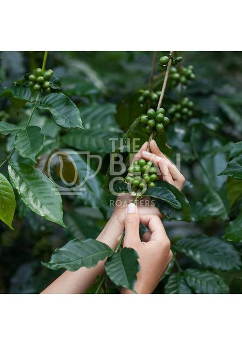 The Bean Co Araku Valley Coffee | 100% Arabica | Roasted Coffee Beans (1 Kg)