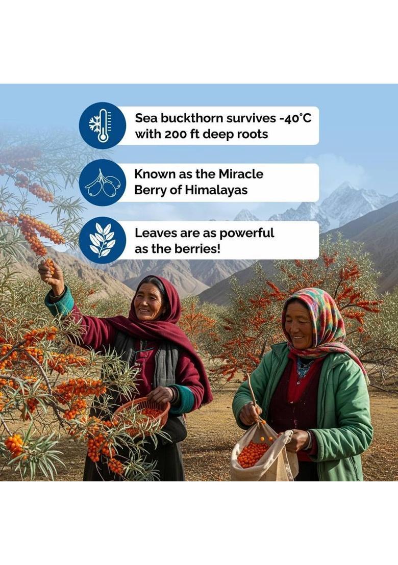 Biosash Seabuckthorn Dry Leaves | Herbal Caffeine Free Tea Leaves For Digestion & Skin Unflavoured Herbal Tea Pouch (100 G)