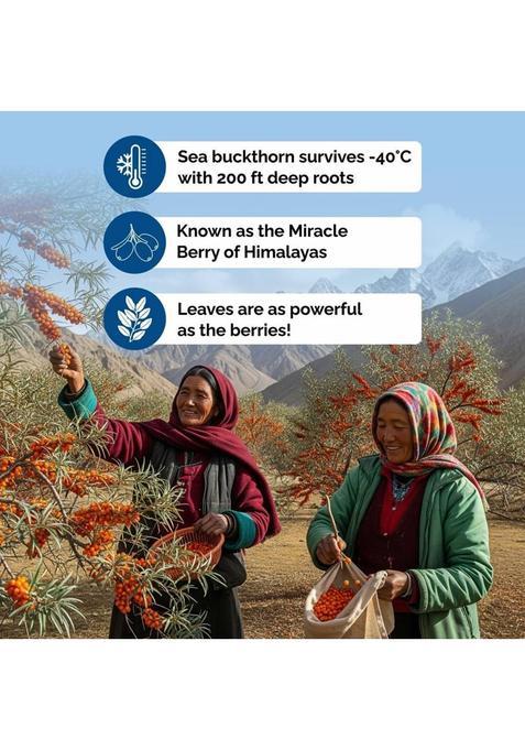 Biosash Seabuckthorn Dry Leaves | Herbal Caffeine Free Tea Leaves For Digestion & Skin Unflavoured Herbal Tea Pouch (100 G)