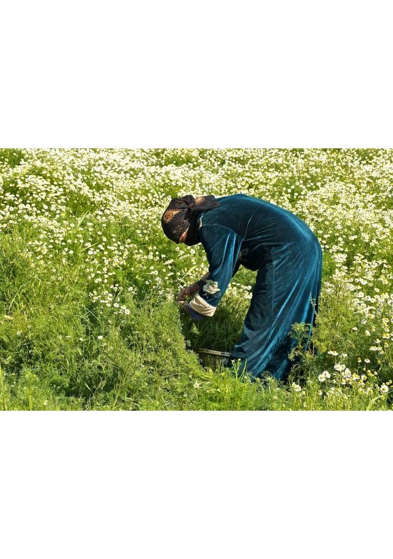 Hamiast Chamomile Green Tea, Calming Tea For Stress Relief & Good Sleep Chamomile Green Tea Glass Bottle (100 G)