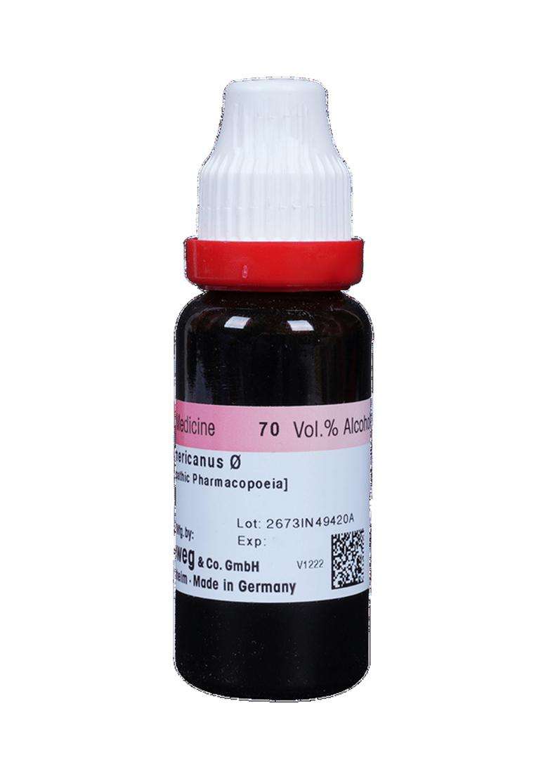 Dr. Reckeweg Ceanothus A Mother Tincture - Indya