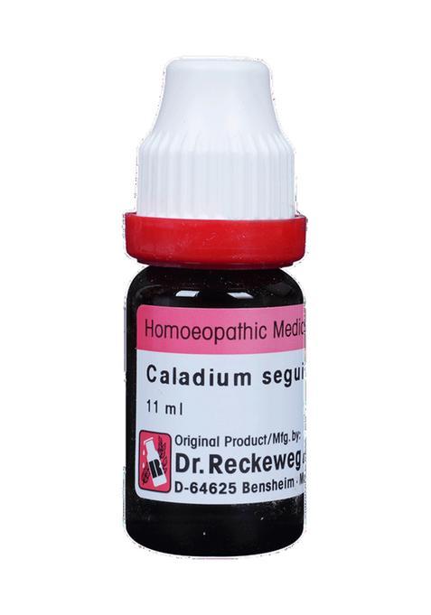 Dr. Reckeweg Caladium Seg Dilution 200 CH