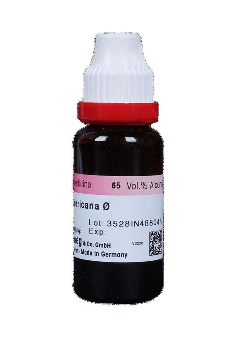 Dr. Reckeweg Fraxinus Amer Mother Tincture - Indya