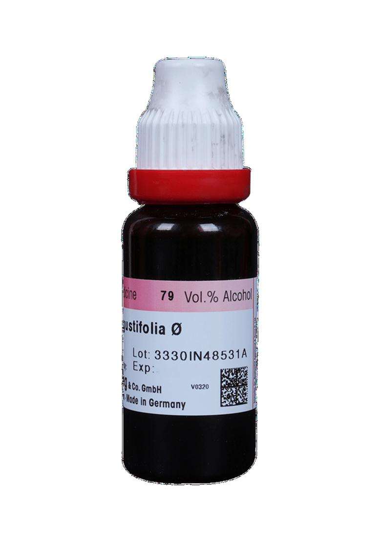Dr Reckeweg Echinacea Ang Mother Tincture - Indya