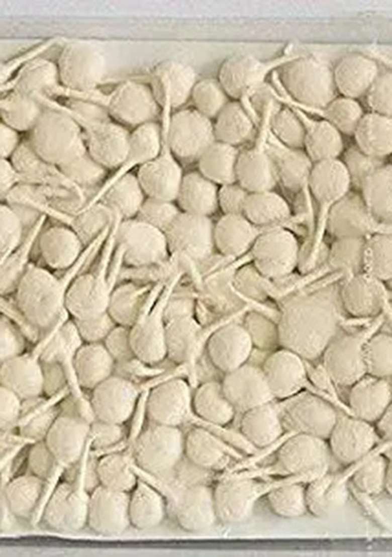 Saatvika Cotton Ful Bati Wick (Pack Of 75) - Indya