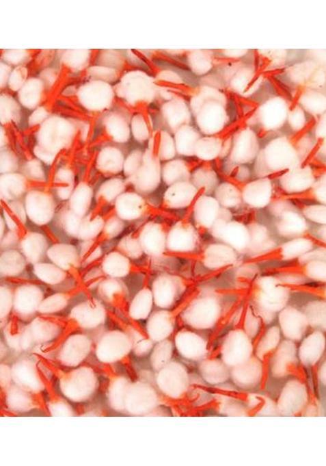 Oramsa Diya Batti For Pooja/Natural Red/White (Pack Of 350 Pcs) Cotton Wick