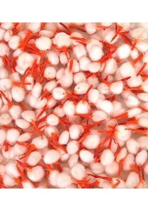 Shree Shyam Corporetion Cotton Batt3 Wick (Pack Of 500)